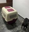 Dog Transit Box