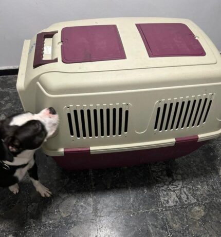 Dog Transit Box